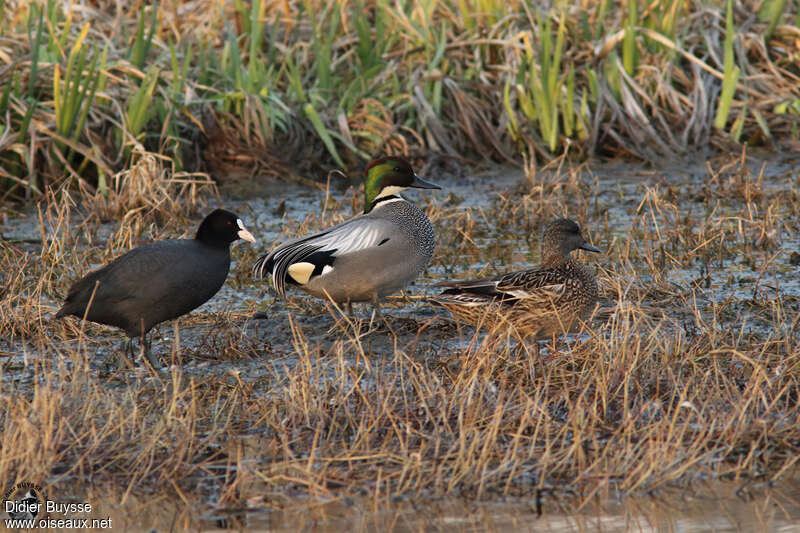 Canard à faucillesadulte nuptial, camouflage, pigmentation