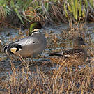 Falcated Duck