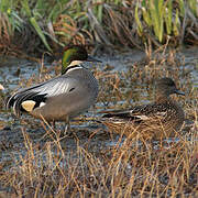 Falcated Duck