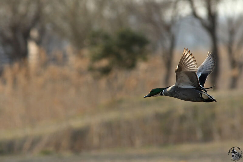 Canard à faucilles mâle adulte, Vol