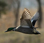 Falcated Duck