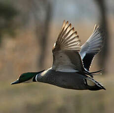 Canard à faucilles