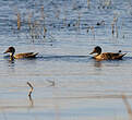 Canard à queue pointue