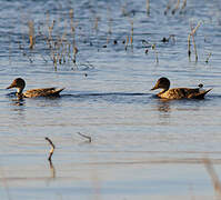 Yellow-billed Pintail