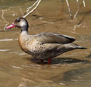 Canard amazonette