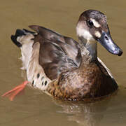 Brazilian Teal