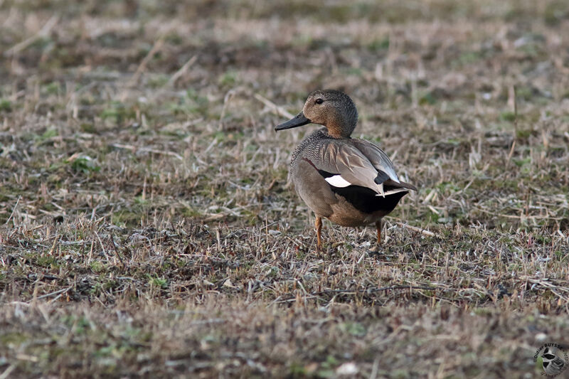 Gadwall male adult, identification