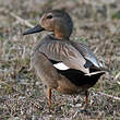 Canard chipeau