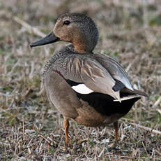 Canard chipeau