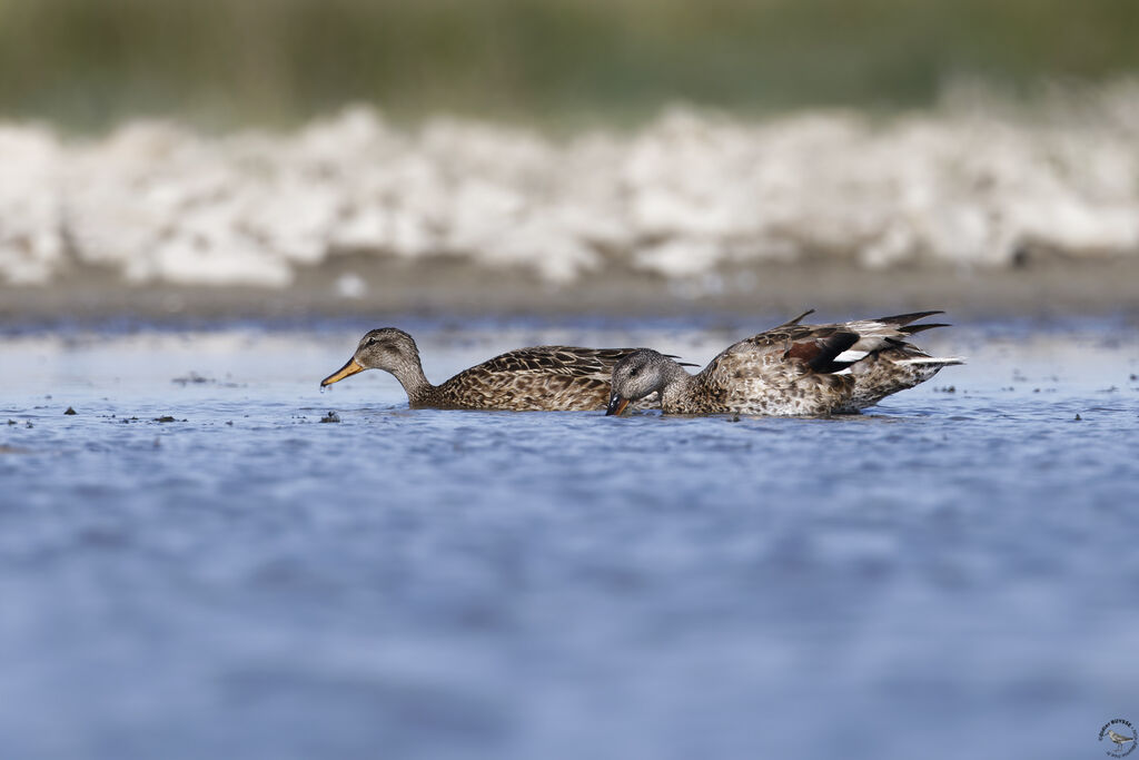 Canard chipeauadulte