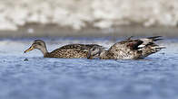 Canard chipeau