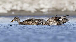 Canard chipeau