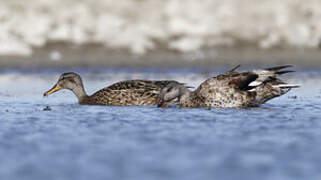 Gadwall