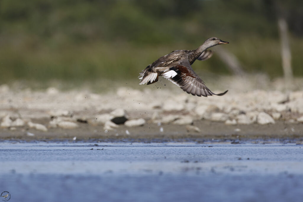 Canard chipeau mâle, Vol