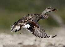 Canard chipeau