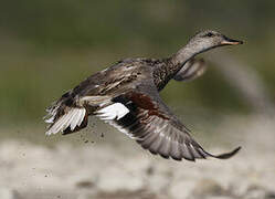 Gadwall