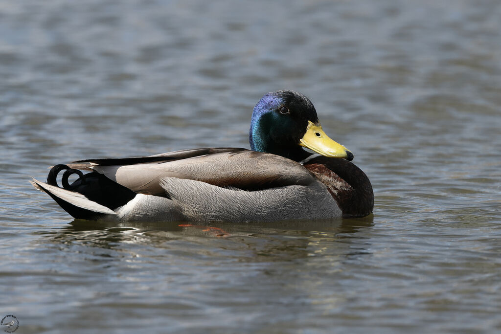 Canard colvert mâle adulte