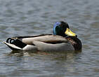 Canard colvert