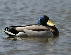 Mallard