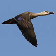 Eastern Spot-billed Duck