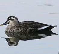 Eastern Spot-billed Duck