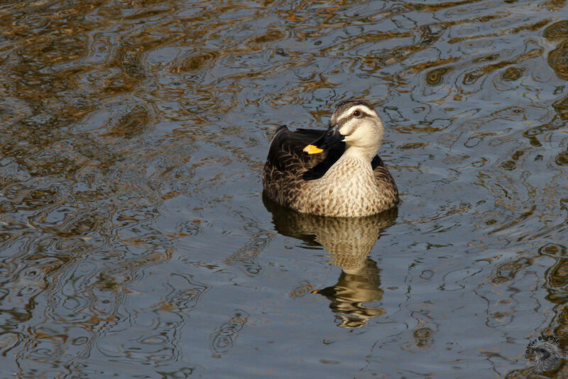 Eastern Spot-billed Duckadult, identification