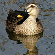 Eastern Spot-billed Duck