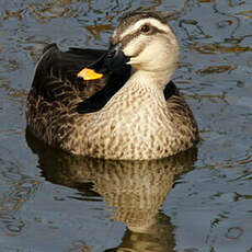 Canard de Chine