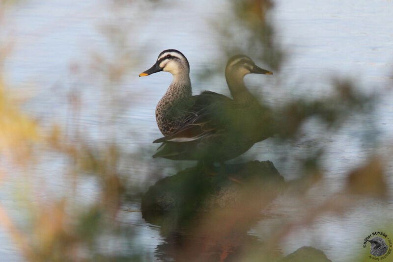 Eastern Spot-billed Duck adult, identification