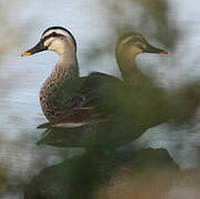 Eastern Spot-billed Duck