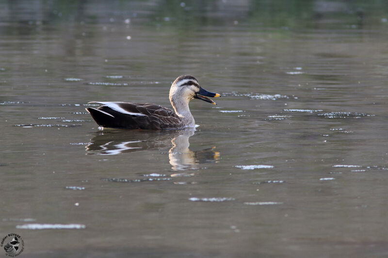 Eastern Spot-billed Duckadult, identification