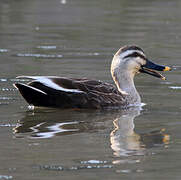 Eastern Spot-billed Duck