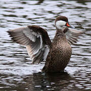 White-cheeked Pintail