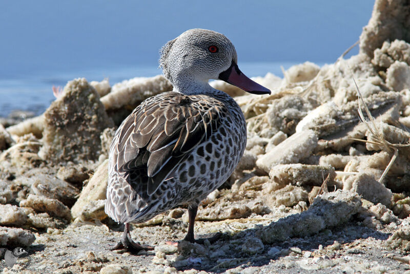 Canard du Capadulte, identification