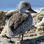 Cape Teal