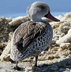 Canard du Cap