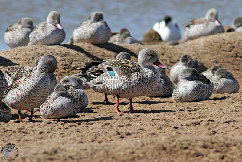 Canard du Capadulte, identification