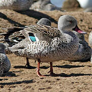 Cape Teal