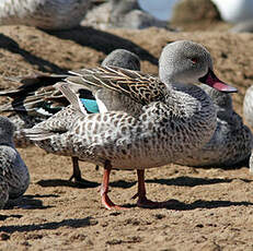 Canard du Cap