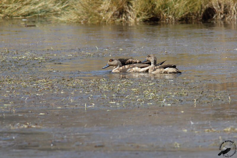 Canard huppéadulte, identification