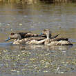 Canard huppé