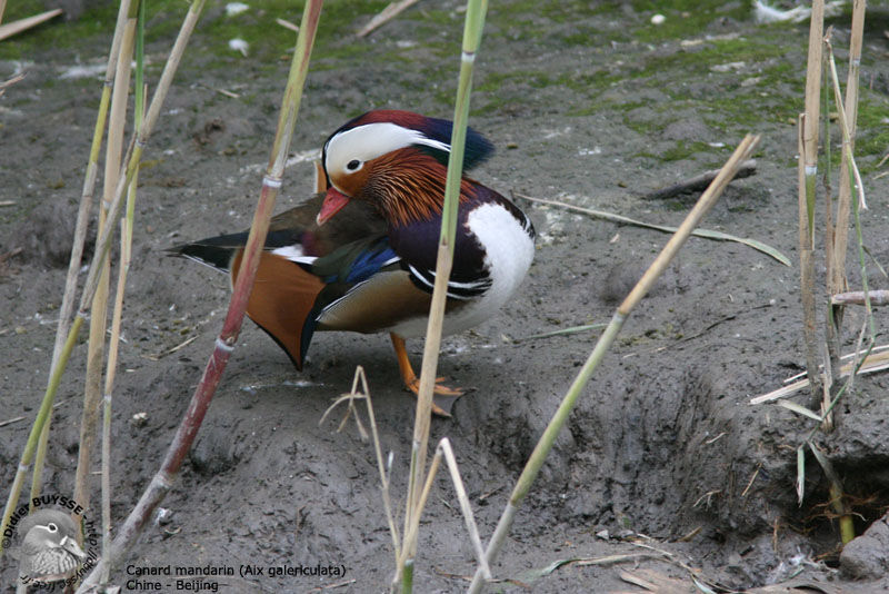 Mandarin Duck male adult breeding