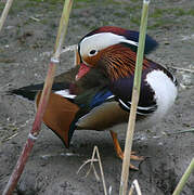 Canard mandarin