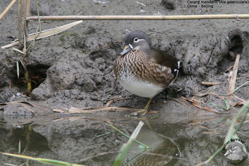 Canard mandarin femelle adulte nuptial