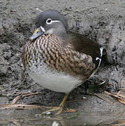 Mandarin Duck