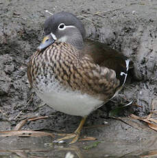 Canard mandarin