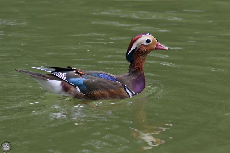 Canard mandarin mâle adulte, identification, nage