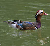 Mandarin Duck