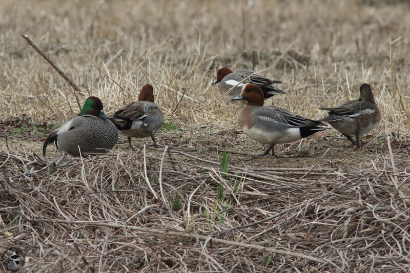 Canard siffleuradulte