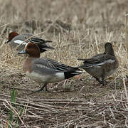 Eurasian Wigeon